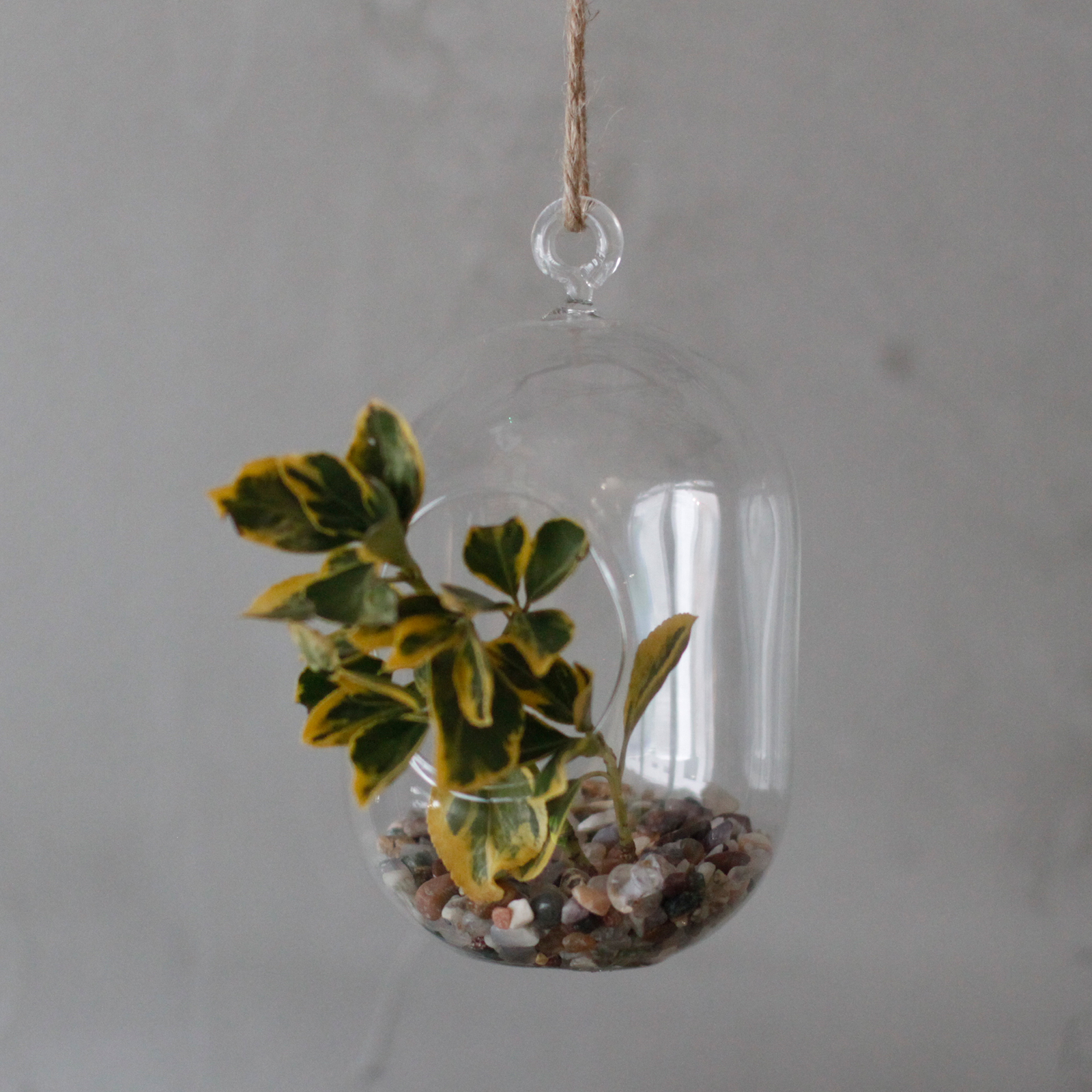 All Glass Terrarium -Oval Hanging Wall Bowl